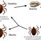 Life_cycle_of_ticks_family_ixodidae.PNG: Petaholmesderivative work: Simonsaman, CC BY-SA 3.0 , via Wikimedia Commons